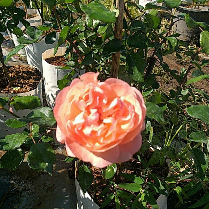 กุหลาบ Robin rose ทรงพุ่มกึ่งเลื้อย หอมดอกดกทนโรค