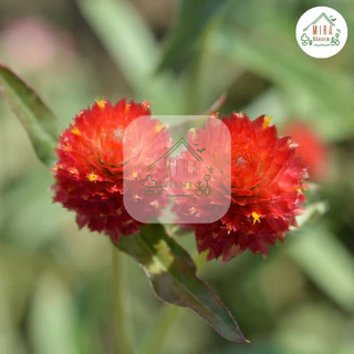 เมล็ดพันธุ์ ดอกบานไม่รู้โรยสีแดง บรรจุ 70 เมล็ด