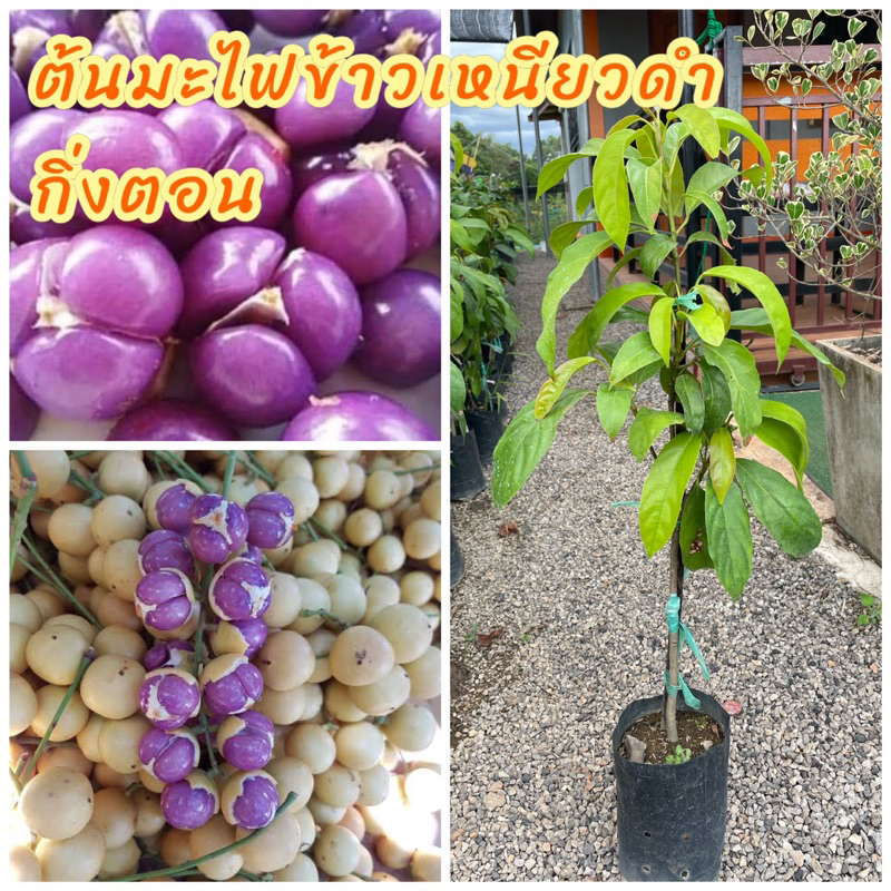 ต้นมะไฟข้าวเหนียวดำ กิ่งตอน เป็นมะไฟที่มีรสชาติหวาน ให้ผลดกมาก ผลแก่สีเหลืองเนื้อสีม่วงเข้ม