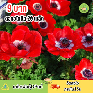 9 บาท เมล็ดพันธุ์ ดอกอโดนิสสีแดง บรรจุ 20 เมล็ด