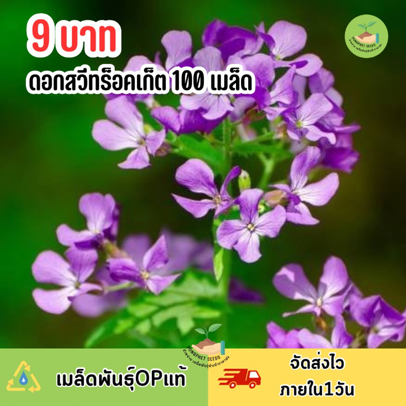 9 บาท เมล็ดพันธุ์ดอกสวีทร็อคเก็ต บรรจุ 100 เมล็ด