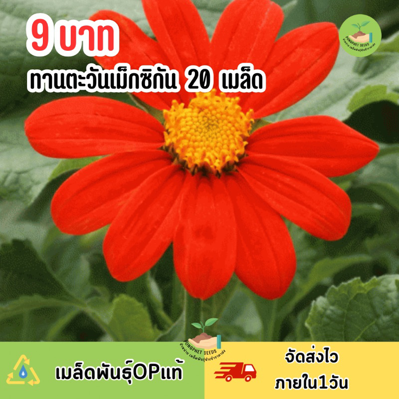 9 บาท เมล็ดพันธุ์ ดอกทานตะวันเม็กซิกัน บรรจุ 20 เมล็ด