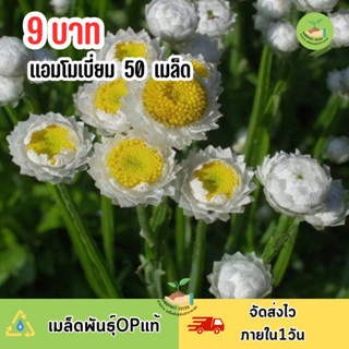9 บาท เมล็ดพันธุ์ ดอกแอมโมเบี่ยม บรรจุ 50 เมล็ด