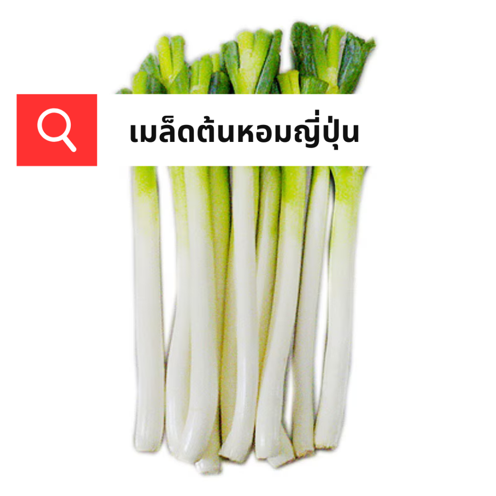 เมล็ดต้นหอมญี่ปุ่น 200เมล็ด เมล็ดพันธุ์แท้ นำเข้า ปลูกง่าย โตเร็ว ชอบอากาศเย็น ปลูกได้ทั่วทุกภาค