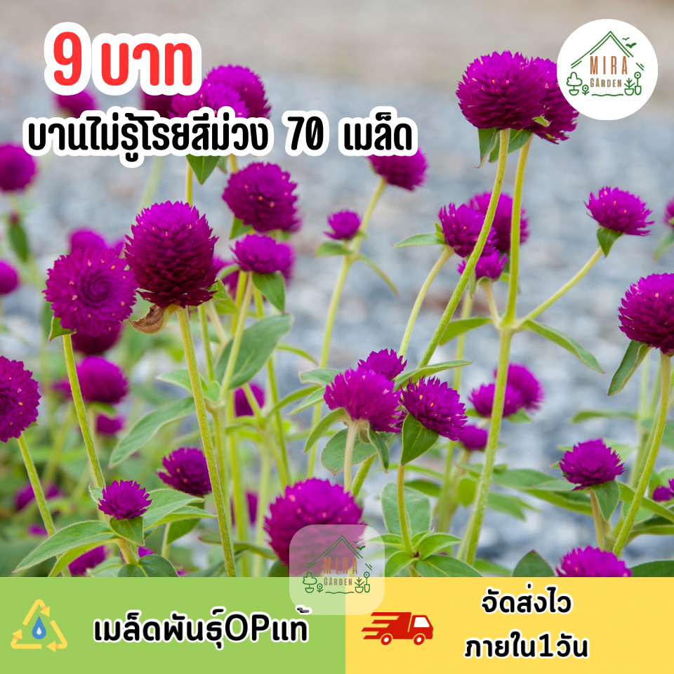เมล็ดพันธุ์ ดอกบานไม่รู้โรยสีม่วง บรรจุ 70 เมล็ด