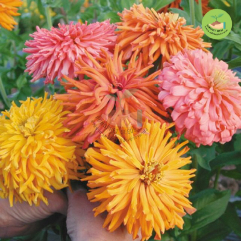 เมล็ดพันธุ์ดอกบานชื่นแคตตัส คละสี บรรจุ 100 เมล็ด