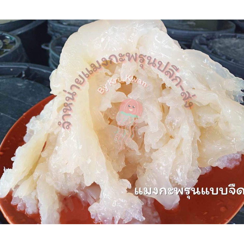 แมงกะพรุนแบบจืด หัวรวมขา(ออแกนิก)
