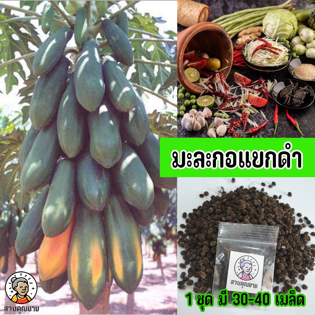 เมล็ดพันธุ์มะละกอแขกดำ ออกพุ่มเตี้ย ลูกดก ติดดอกไว ปลูก 6-8 เดือน เหมาะสำหรับทานทั้งสุกและดิบ