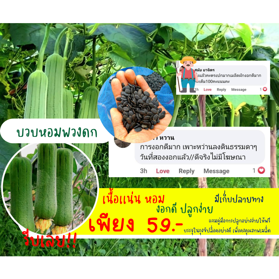 บวบหอมพวงดก 1 แถม 1 ซองเพียง 59.- เเถมคู่มือการปลูกอย่างง่าย โตไว มีบริการปลายทาง