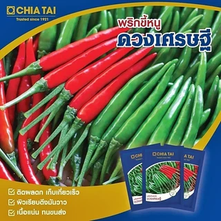 เมล็ดพริกขี้หนู ดวงเศรษฐี ขนาด1,000เมล็ด เมล็ดพันธุ์พริกขี้หนู พริกขี้หนูดวงเศรษฐี ตราเจียไต๋