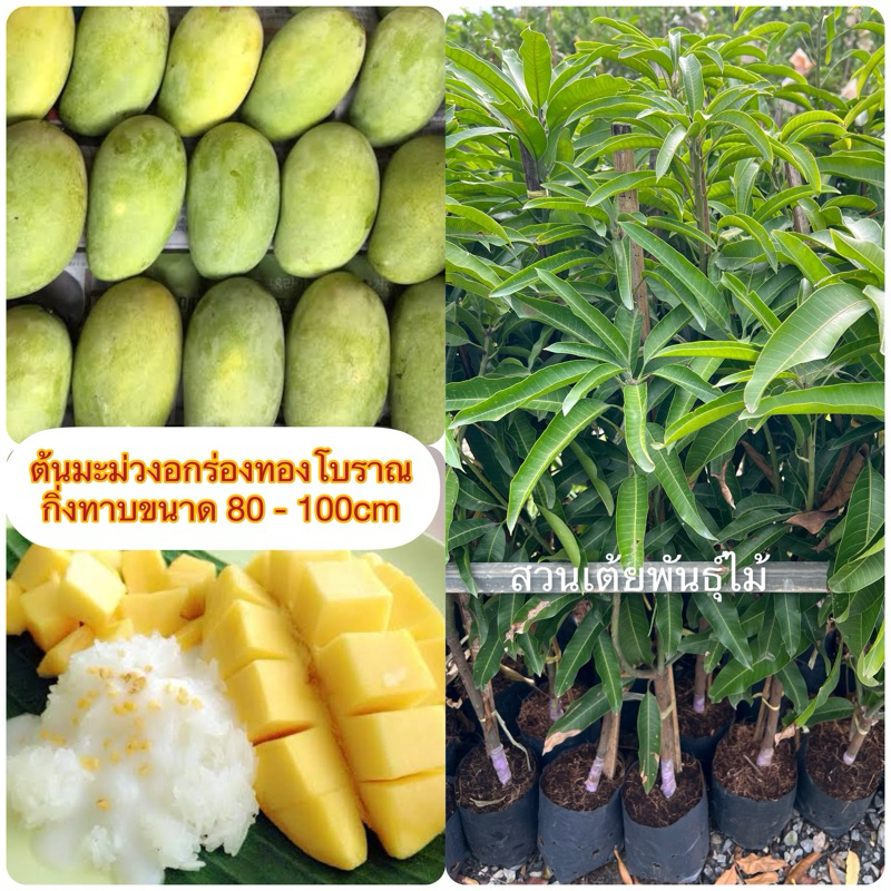 ต้นมะม่วงอกร่องโบราณ/อกร่องเขียว กิ่งพันธุ์มะม่วงอกร่องเป็นกิ่งทาบ(80-100cm)‼️รับประกันพันธุ์จากสวนโดยตรง☘️