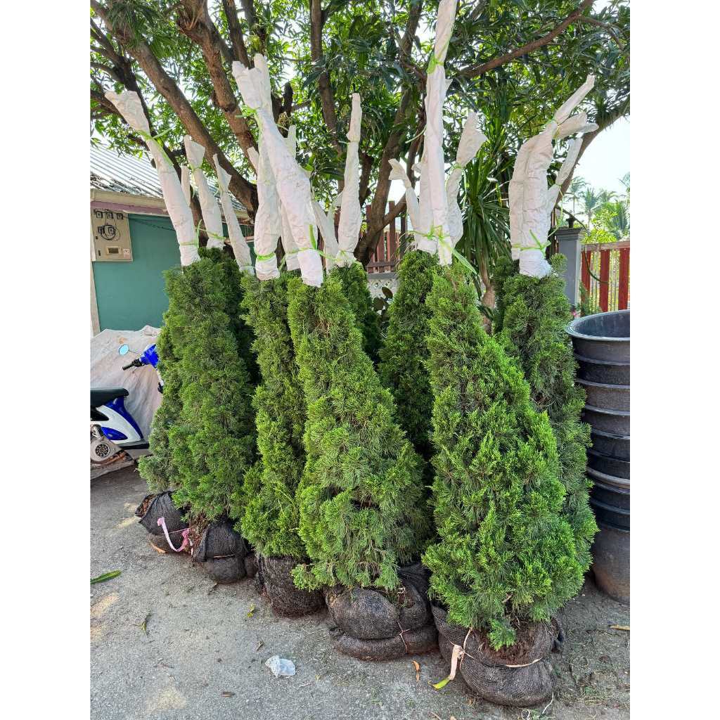 มุมมอง 2