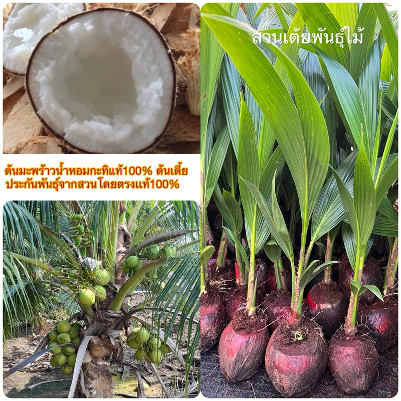 ต้นมะพร้าวนํ้าหอมกะทิแท้100% ‼️ตอนนี้ขนาดต้น 15-20cm(ต้นเตี้ย)รับประกันพันธุ์จากสวนโดยตรงเเท้100%