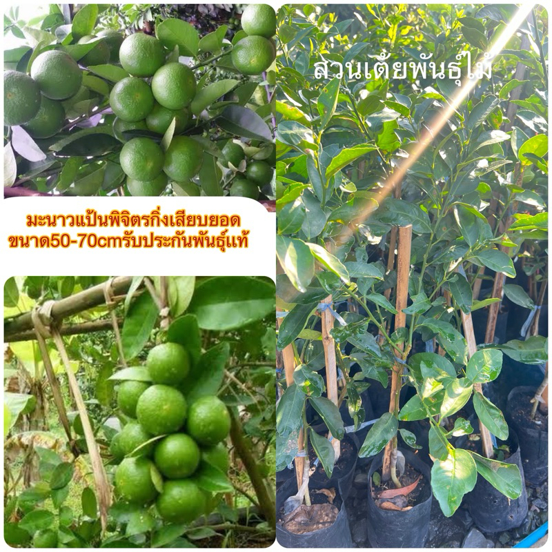 มะนาวแป้นพิจิตร 1กิ่งตอนขนาด50-70cmต้นแข็งแรงมีรากแก้วชำเรียบร้อยพร้อมปลูกรับประกันพันธุ์เเท้