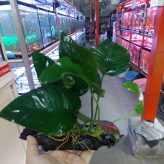 ต้นอนูเบียส ต้นไม้น้ำ ต้นใหญ่พันขอนไม้ 1 ชิ้น ใหญ่สวย เขียว …