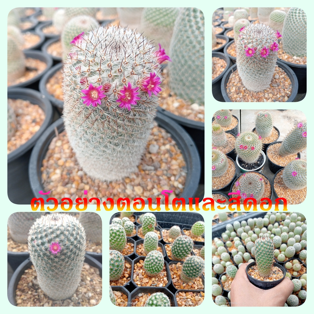 มาทูเดีย Mammillaria matudae ไม้เมล็ด ขนาด 2-3 ซม. ต้นกระบองเพชร ต้นแคคตัส (แคคตัส กระบองเพชร)