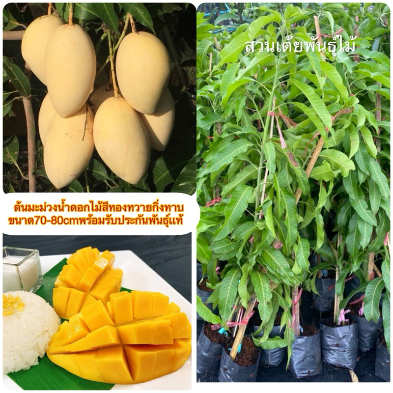 ต้นมะม่วงนํ้าดอกไม้สีทองทวาย❗️กิ่งทาบขนาด70-80cm🥭พร้อมรับประกันพันธุ์เเท้ ออกลูกเร็ว
