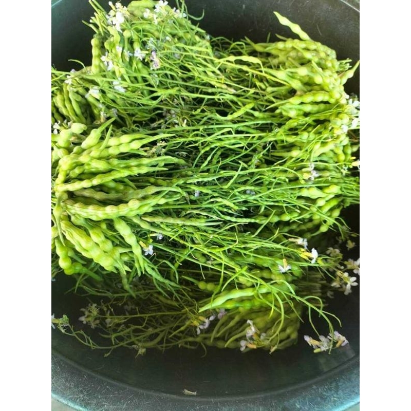 ผักขี้หูด สดๆ 5มัด 55บาท (แกงผักรวม แกงผักใส่กระดูกหมู แกงแค หรือ นึ่ง ลวก กับน้ำพริก)