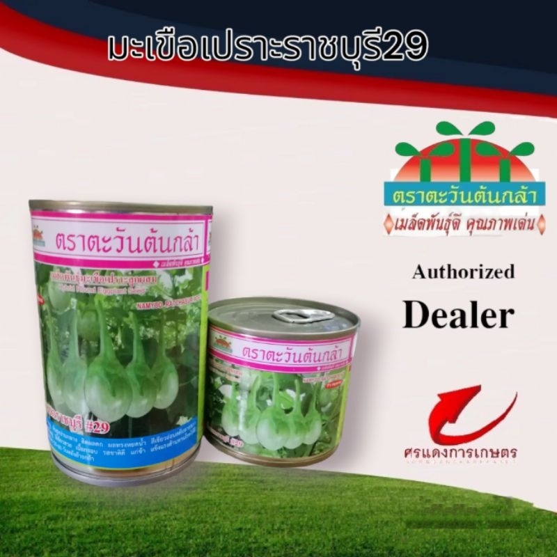 เมล็ดพันธุ์ มะเขือเปราะน้ำหยดราชบุรี#29 20g 50g #เมล็ดพันธุ์มะเขือเปราะ #ขายเมล็ดพันธุ์ #จำหน่ายเมล็ดพันธุ์