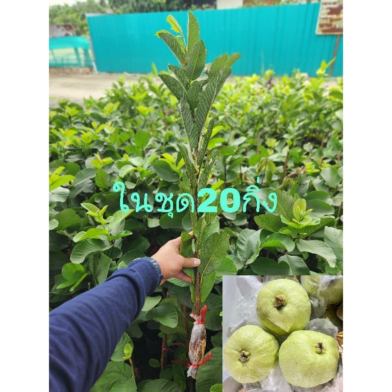 ฝรั่งกิมจู เกรดAพันธุ์แท้100% ในชุดมี20กิ่ง เต็มทุกกิ่ง