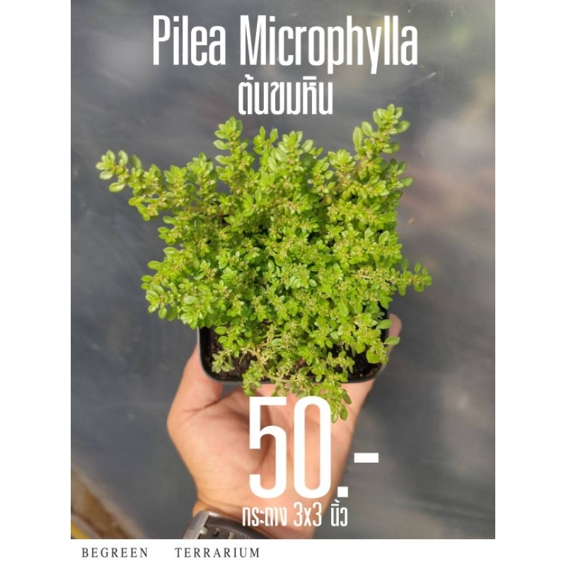 Pilea Microphylla ต้นขมหิน