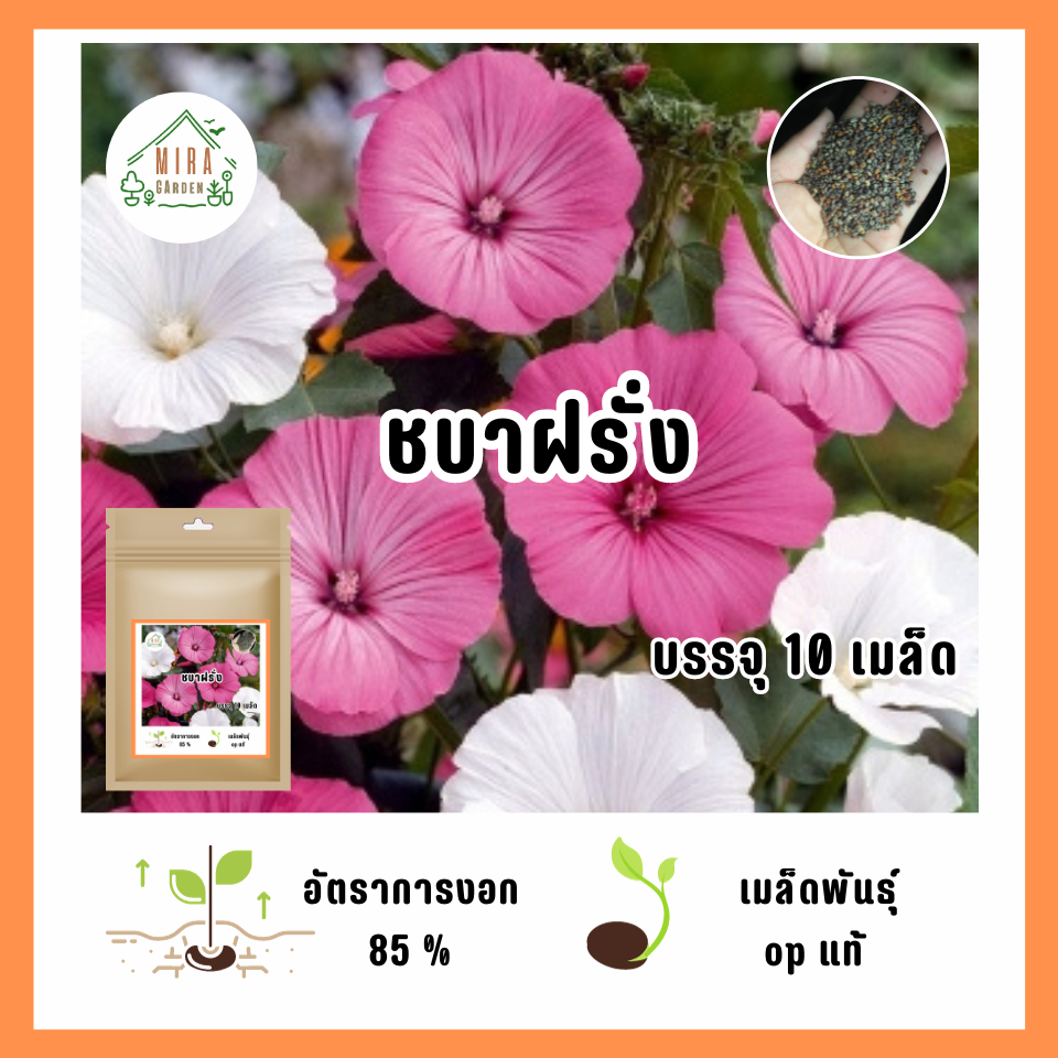 เมล็ดพันธุ์ ดอกชบาฝรั่ง บรรจุ 10 เมล็ด