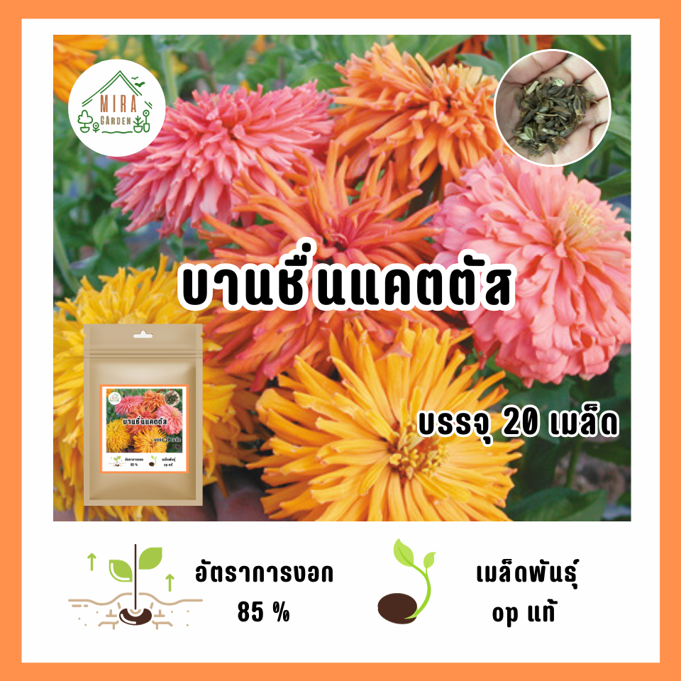 เมล็ดพันธุ์ ดอกบานชื่นแคตตัสคละสี บรรจุ 20 เมล็ด