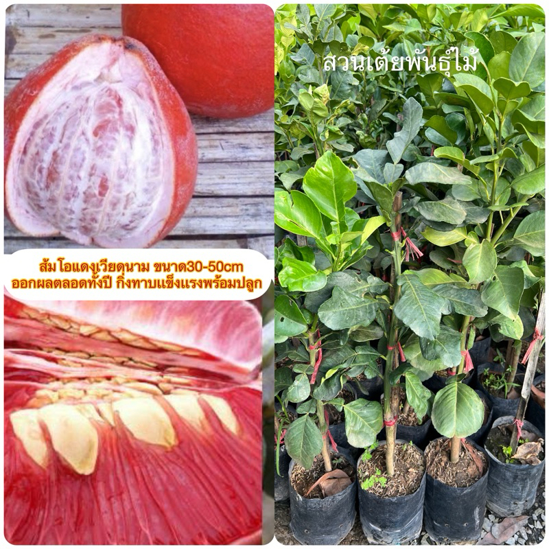 ต้นส้มโอแดงเวียดนาม เนื้อหวานหอมอร่อย เสียบยอด (สูง 50-60cm) ออกผลตลอดทั้งปี ต้นแข็งแรง พร้อมปลูก