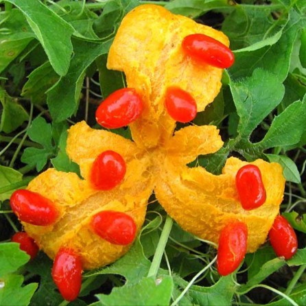 15 เมล็ด มะระขี้นกพันธุ์พื้นบ้าน เมล็ดมะระขี้นกพันธุ์พื้นบ้าน มะระขี้นก เมล็ดมะระขี้นก - รูปที่ 2