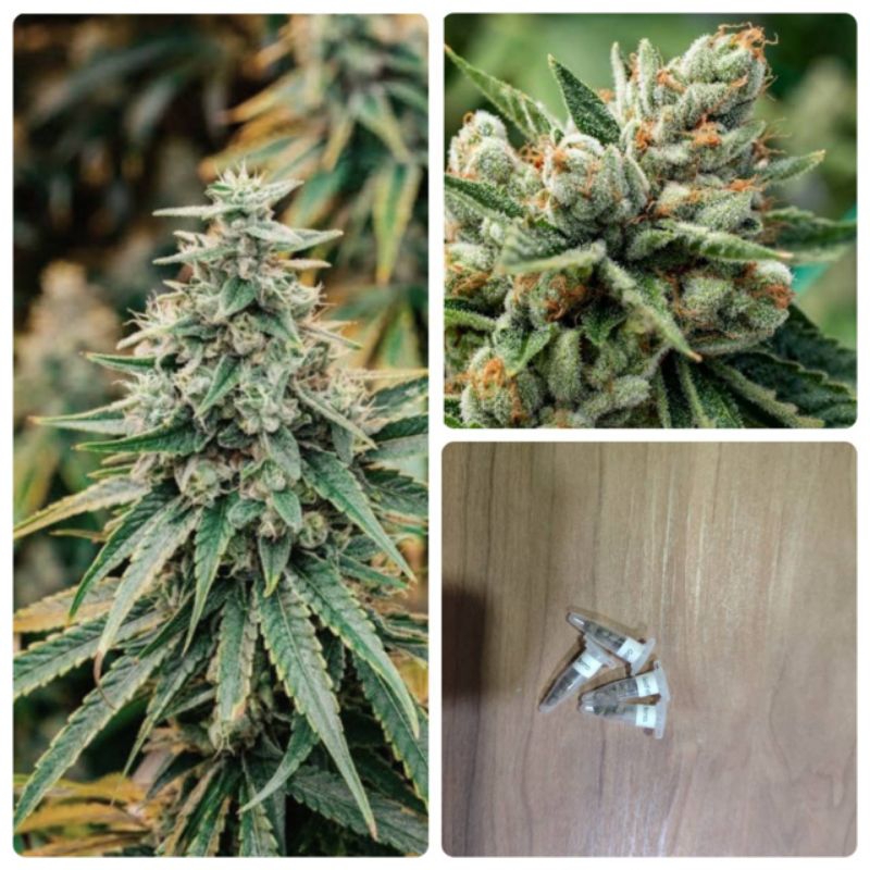 เมล็ดสายพันธุ์Godfather Bomb บรีดเพศเมีย Pack2-5 seeds