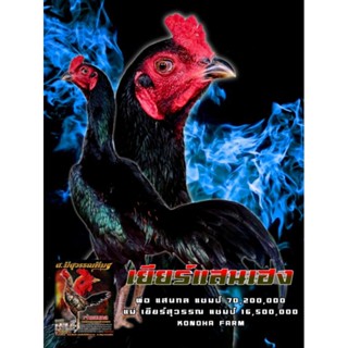 ไข่เชื้อไก่ชนสายเลือดแสนกล แชมป์ 70,200,000 ฉายาเพชรฆาตหน้าห…