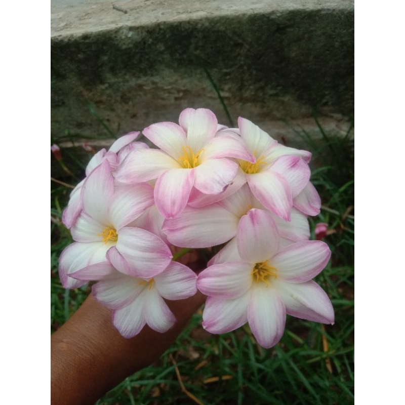 บัวดินจำปา ขายเป็นหัว