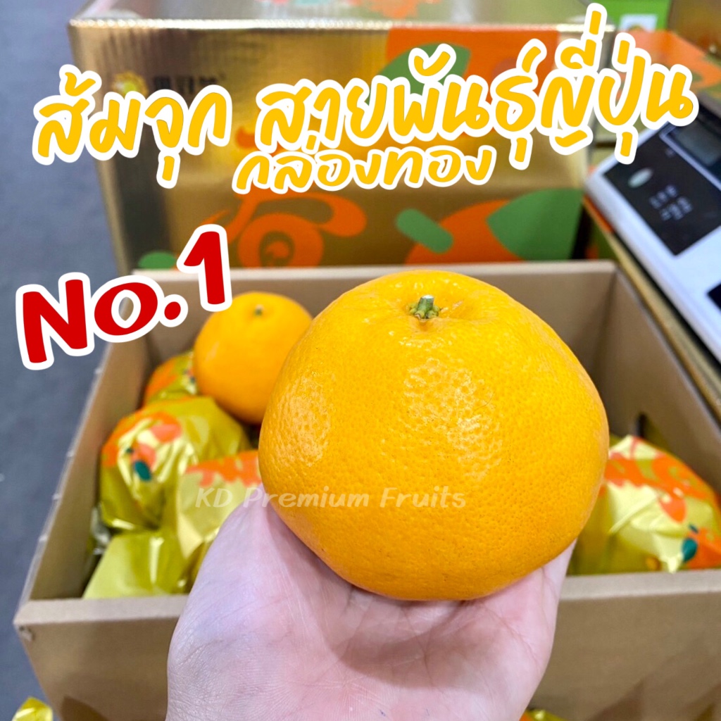 ส้มจุก🍊 สายพันธุ์ญี่ปุ่น 🇯🇵กล่องทอง หวานเจี๊ยบ เกล็ดส้มใหญ่ พร้อมส่ง‼️