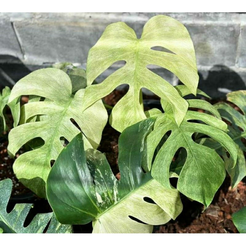 Monstera Mint มอนสเตอร่ามิ้นด่างสวย รากแข็งแรง พร้อมส่งครับ