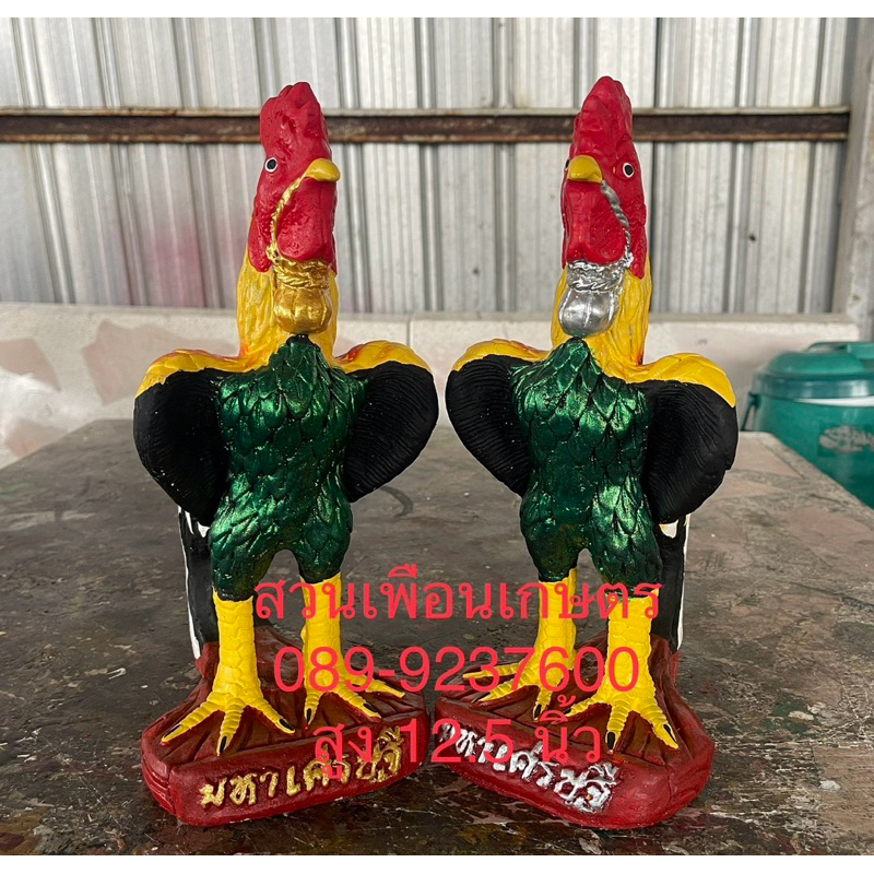 ไก่ชน สูง 24-27-30-36 เซน ไก่แก้บน ไก่ชนงานปูน สินค้าพร้อมส่ง
