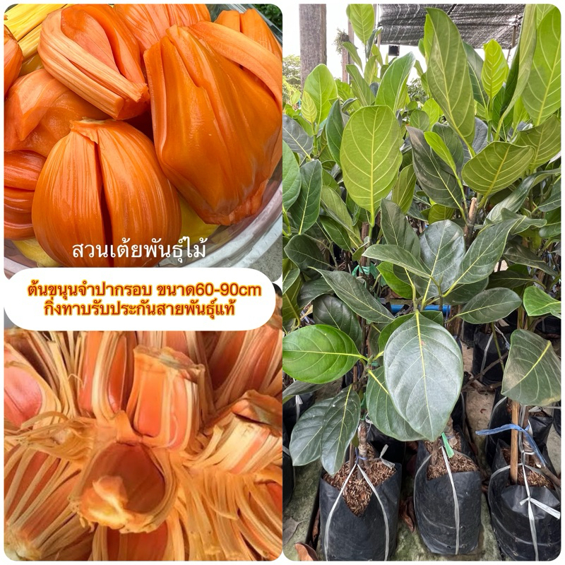 ต้นขนุนจำปากรอบขนาด60-90cm กิ่งทาบ ออกลูกไว รับประกันพันธุ์จากสวนโดยตรง