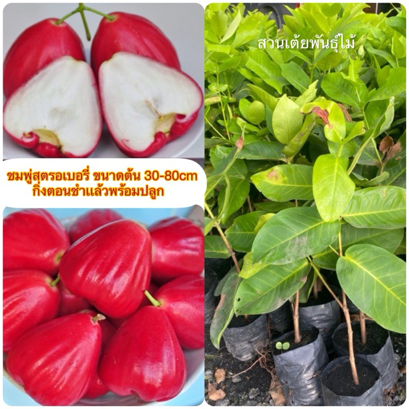 ชมพู่สตรอเบอรี่ขนาดต้น 30-80cmออกลูกง่ายรสชาติหวาน กิ่งตอนชำเเล้วพร้อมปลูก