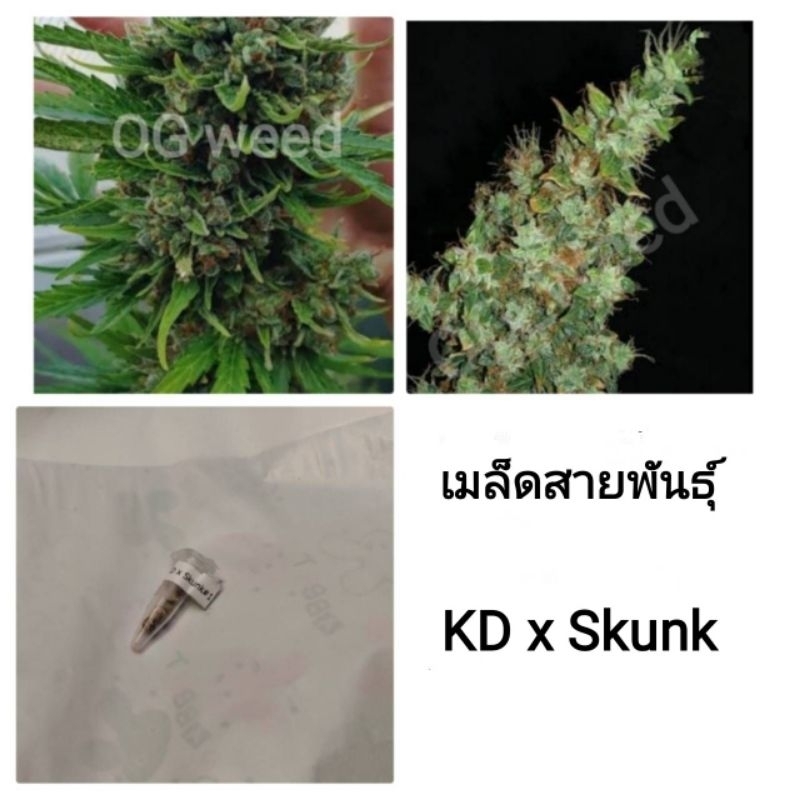 เมล็ดพันธุ์KD x Skunk เพศเมีย90%ใช้STSทำเมล็ด ชุด5และ3เม็ด