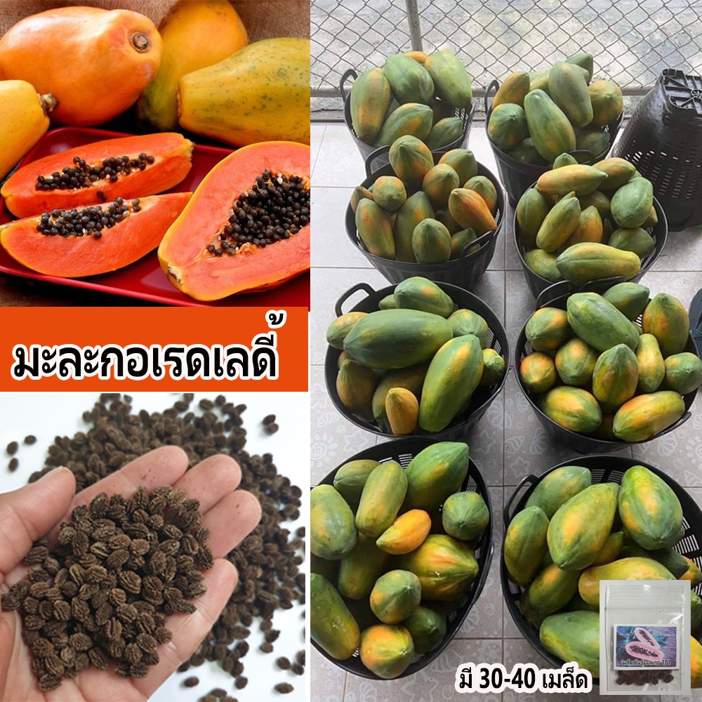 เมล็ดพันธุ์มะละกอเรดเลดี้ รสชาติหวานหอม เนื้อแน่น เมื่อสุกเนื้อจะมีสีแดงเข้มสมชื่อ