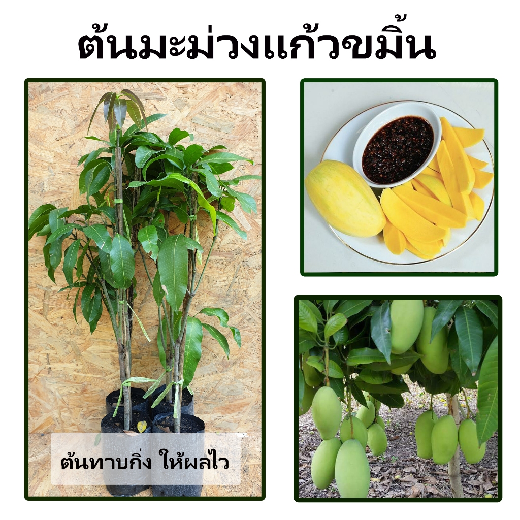 ต้นมะม่วงแก้วขมิ้น รสชาติผลดิบหรือแก่จัด เนื้อผลจะแน่นละเอียด หวานปนเปรี้ยวเล็กน้อยมี 3 รสในผลเดียว