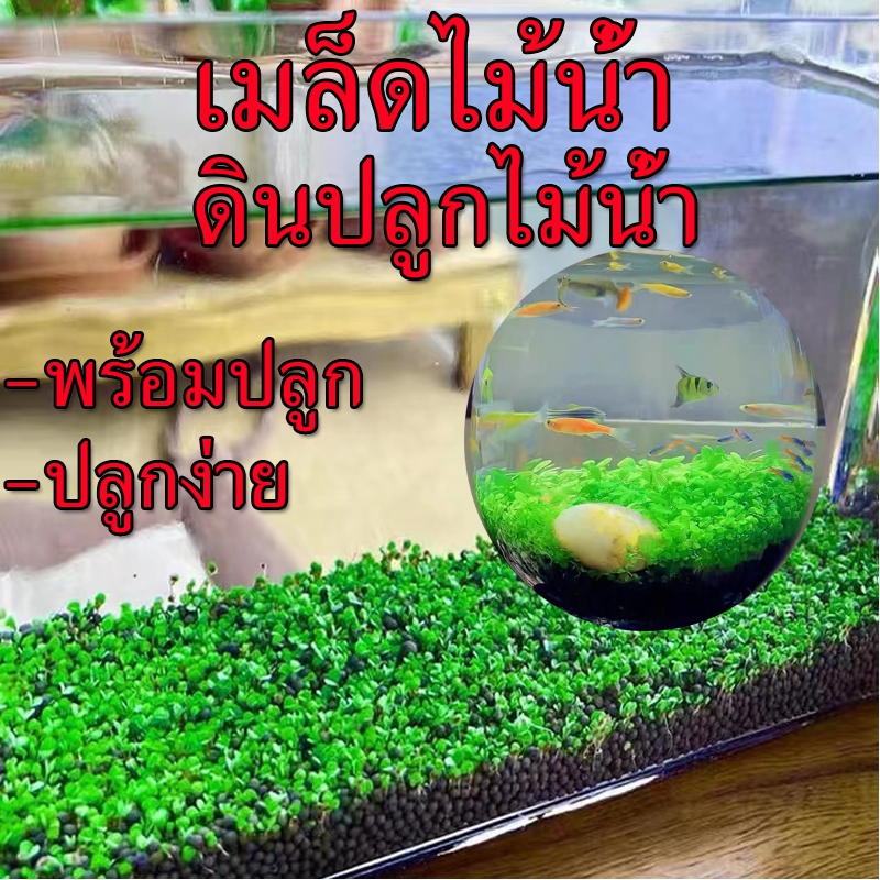 เมล็ดพันธุ์ไม้น้ำ ดินปลูกไม้น้ำ สร้างระบบนิเวศ 5กรัม ต่อซอง water plant seeds