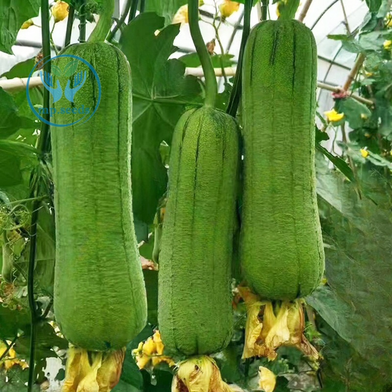 เมล็ดพันธุ์ บวบหอม/บวมหอมยาว 35 เมล็ด  บวบหอมแอปเปิ้ล - รูปที่ 2