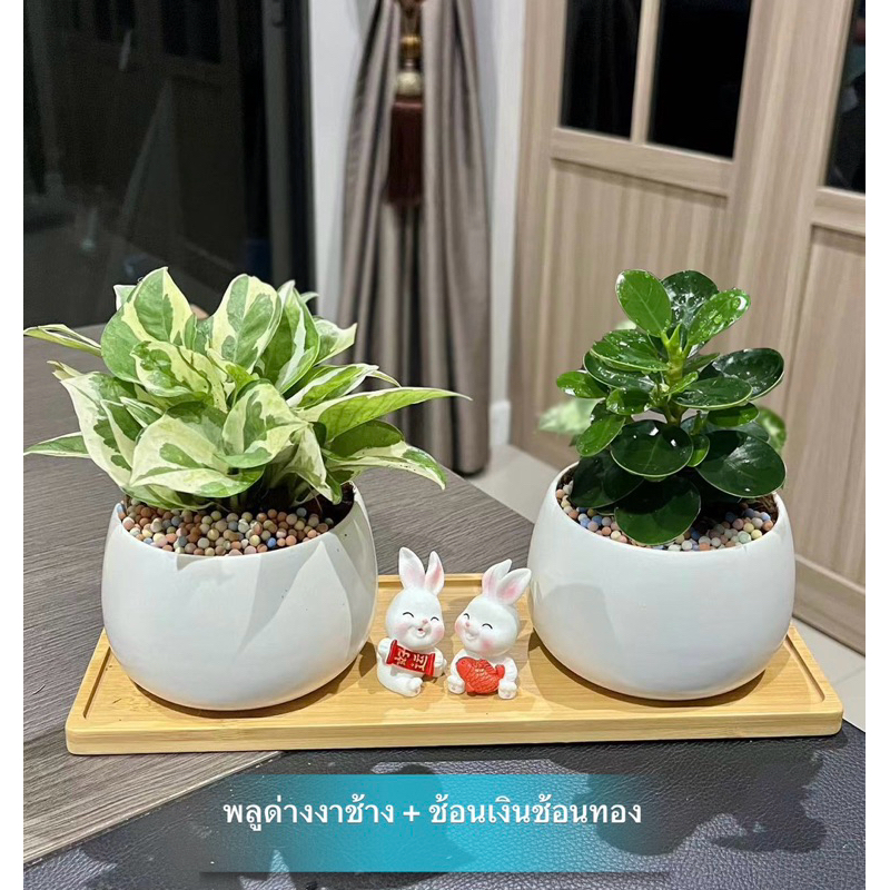 ไม้มงคลแพคคู่ กระถาง 3.5 นิ้ว + ถาดรองไม้ + ตุ๊กตาตกแต่ง + เม็ดดินเผาตกแต่ง #Minimal28