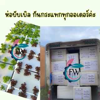 กล่องโฟมปลูกผัก 10 kg ทรงแบน กล่องกุ้ง กล่องโฟมปลูกผักไฮโดรโปนิกส์ จุน้ำได้ 24 ลิตร