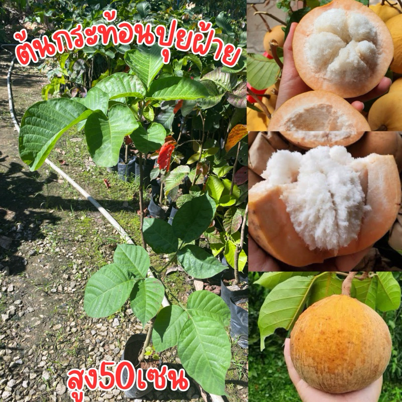 ต้นกระท้อนปุยฝ้าย ติดตา สูง80เซน พร้อมปลูก ต้นเเข็งเเรง