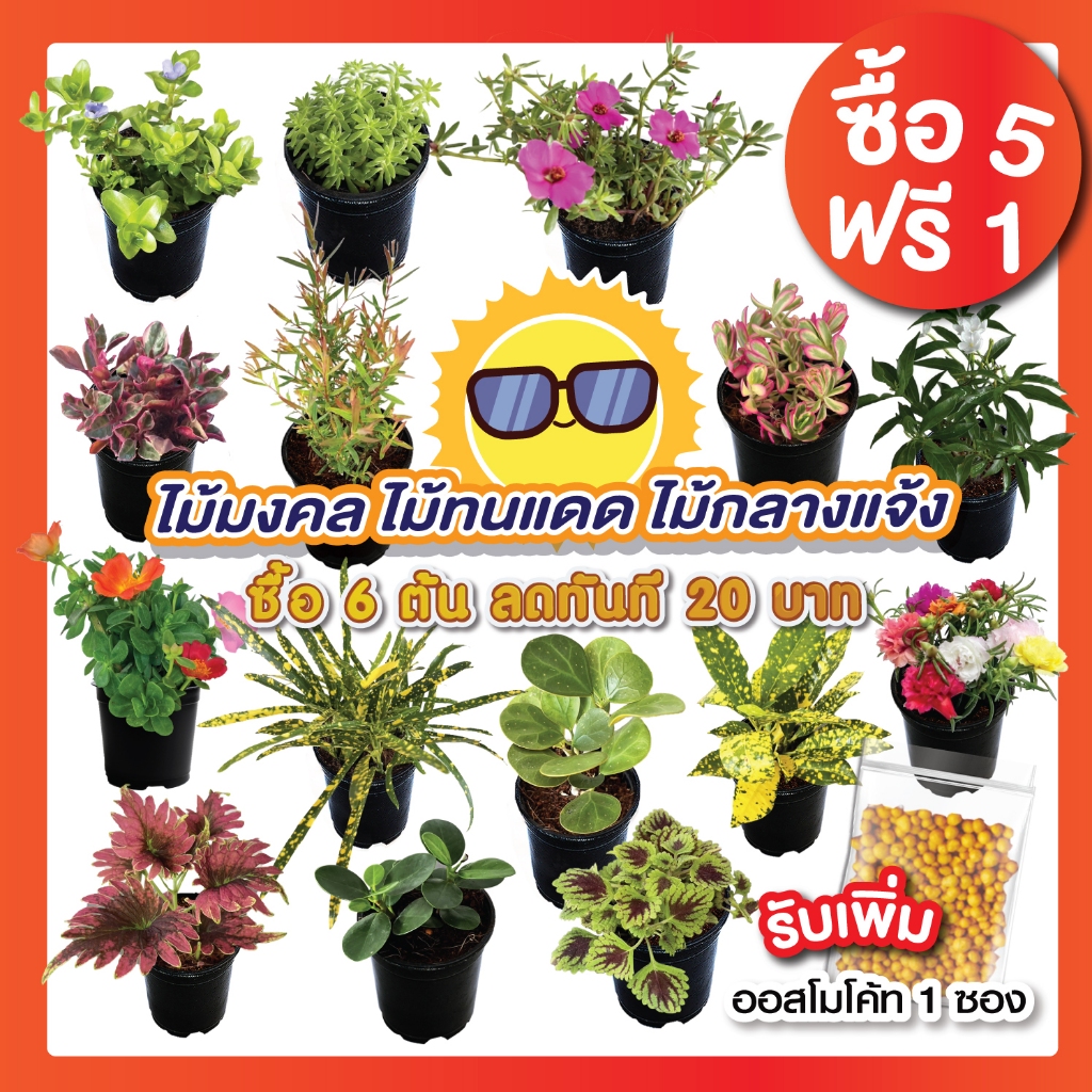 ☀️รวมไม้แดด ไม้ทนแดด (ซื้อ 5 แถม 1) ✅เลือกต้นแถมได้เอง ⬇️วิธีซื้อสินค้าด้านล่างค่ะ กระถาง 3 นิ้ว  plant