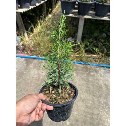 มุมมอง 2