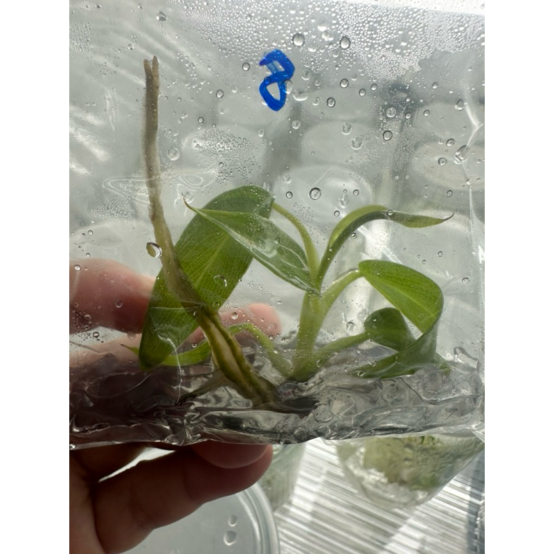 Philodendron Spiritus Sancti  ฟิโลเดนดรอน สปิริทัส-แซงติ ราคา ถูกที่สุด ดีลบีเคเค แกลเลอรีภาพที่ 4