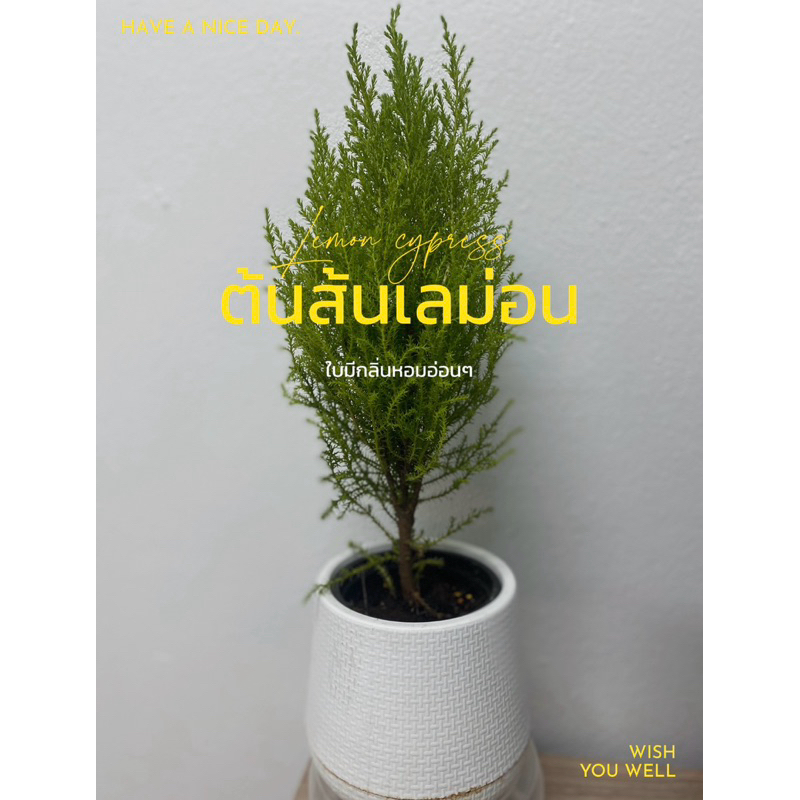 ต้นสนเลม่อน (lemon cypress)