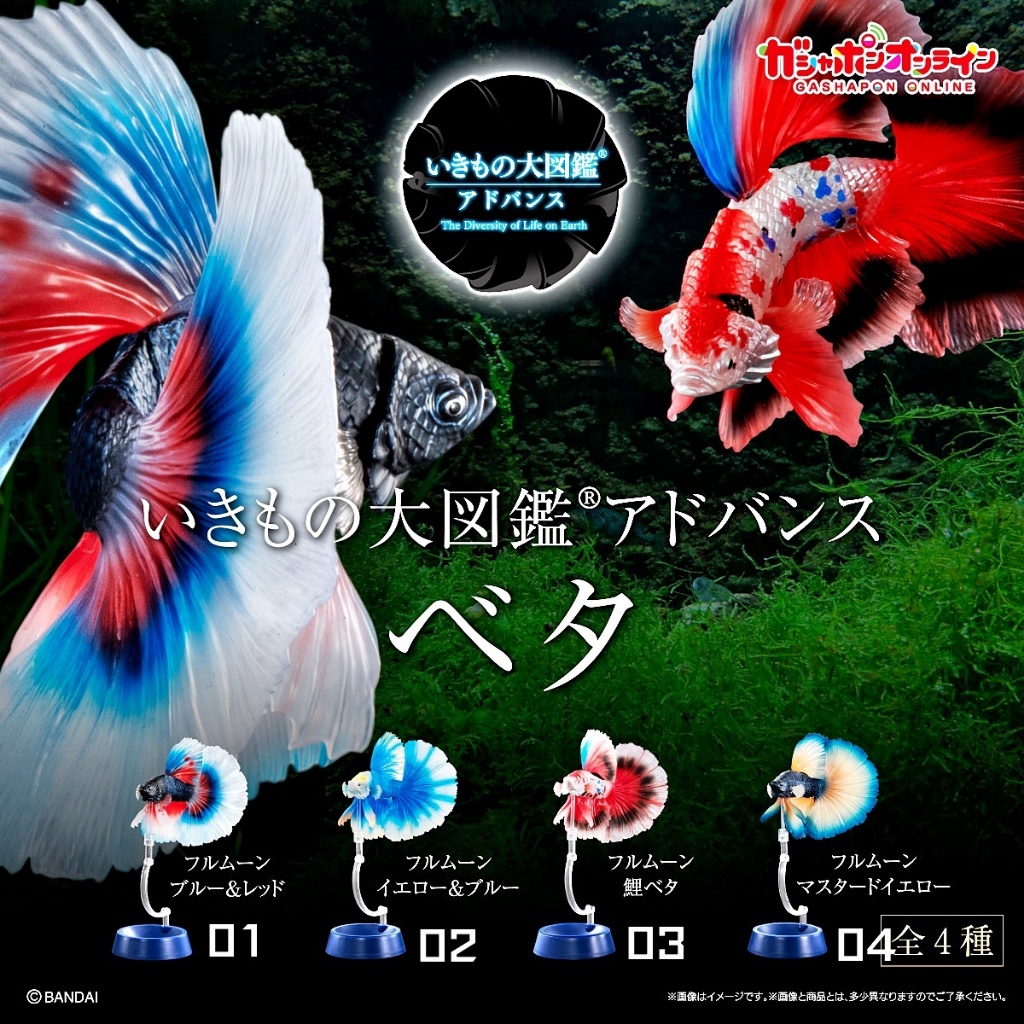 (ครบชุดพร้อมส่ง) กาชาปองปลากัดสวยงาม Gashapon Bandai Premium Ikimono Encyclopedia Advance Betta Action โมเดลสัตว์